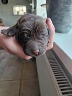 Nog 1 bruin labrador reutje met stamboom beschikbaar!, Reu, 8 tot 15 weken, Labrador retriever, Parvo