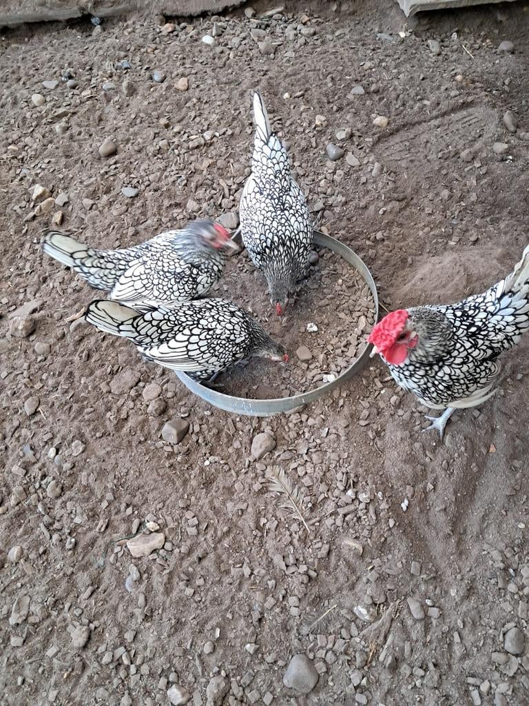 Sebright kriel kip broedeieren te koop, Dieren en Toebehoren, Pluimvee, Geslacht onbekend, Kip