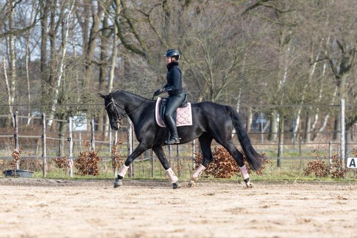 Grote chique zwarte merrie., Dieren en Toebehoren, Paarden, Merrie, L, 170 tot 175 cm, 3 tot 6 jaar, Dressuurpaard