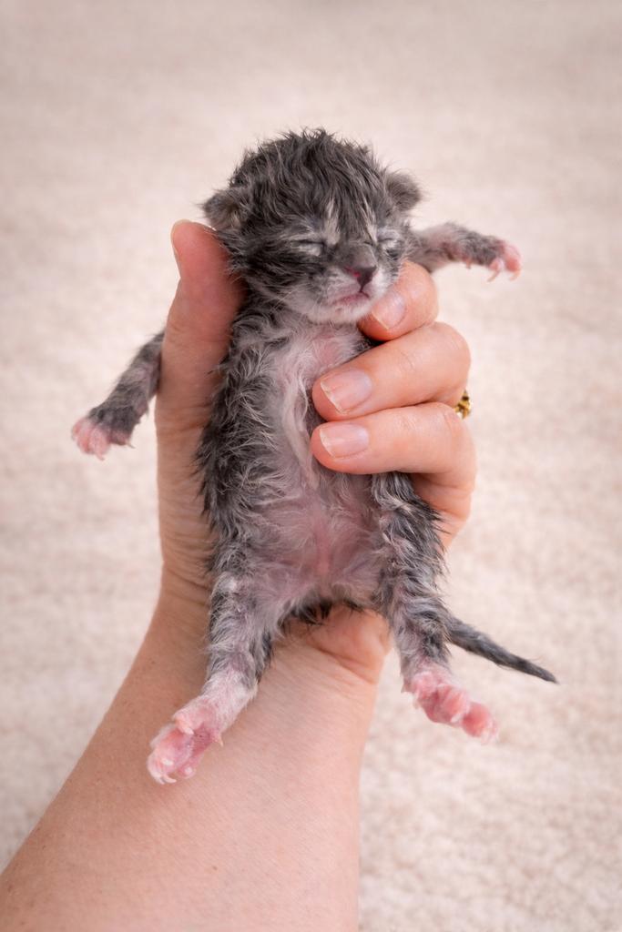 Prachtige Maine Coon kittens, Meerdere dieren, Ontwormd