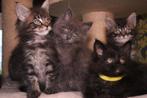 Lieve Maine Coon kittens! Mogen verhuizen!, Meerdere dieren, Ontwormd, 0 tot 2 jaar