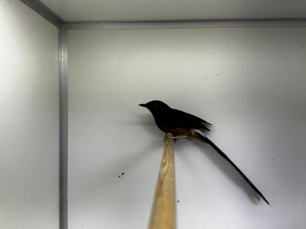 Schamalijsters, Dieren en Toebehoren, Vogels | Overige Vogels, Meerdere dieren, Tropenvogel, Geringd