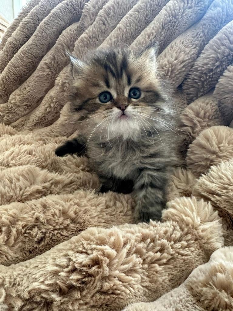 Britse langhaar kittens, Dieren en Toebehoren, Meerdere dieren, Met stamboom