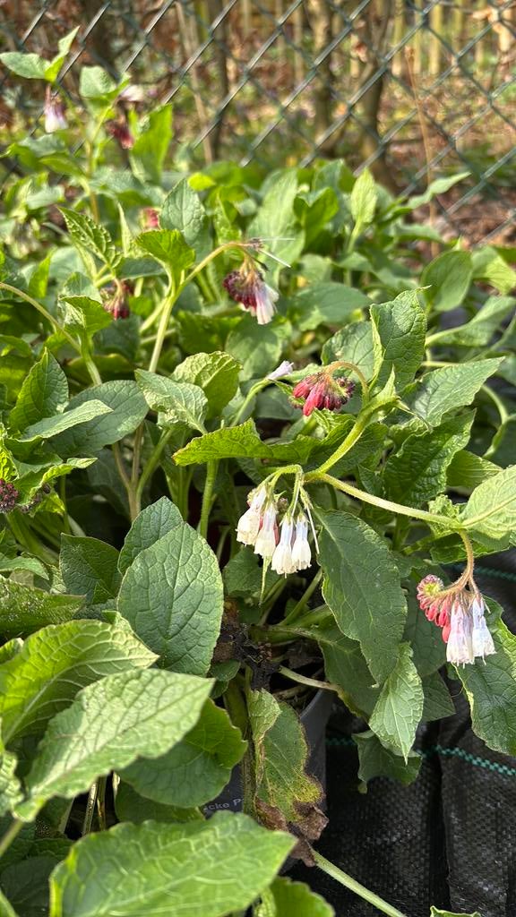 Biologische Smeerwortel- Symphytum Grandiflorum, Tuin en Terras, Planten | Tuinplanten, Ophalen, Overige soorten, Volle zon