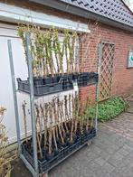 Diverse soorten Lonicera (Kamperfoelie) klimplant in pot!, Ophalen, Overige soorten, Minder dan 100 cm