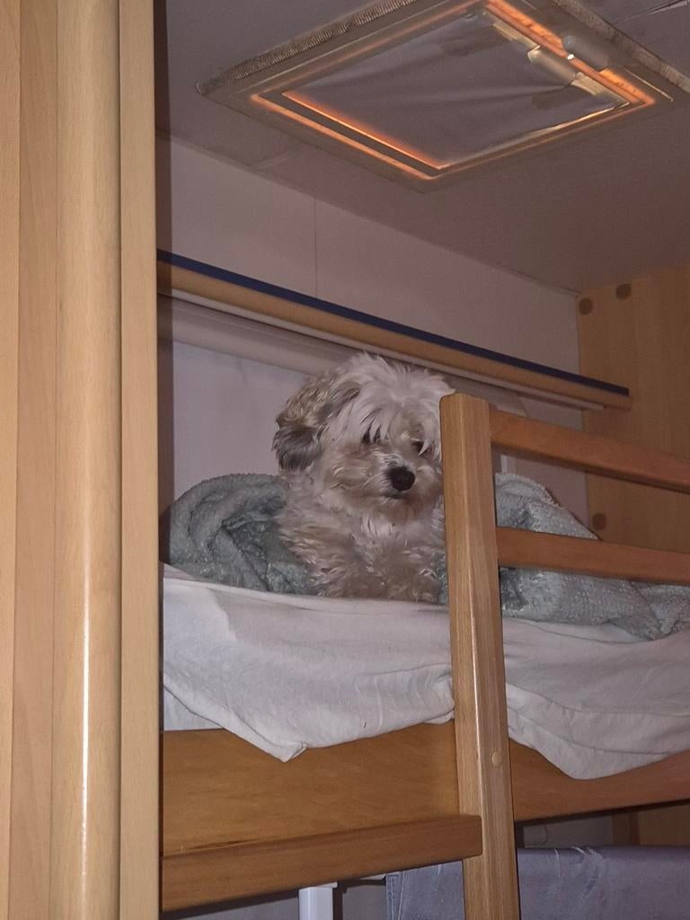 Hondje klein erg aanhankelijk, Dieren en Toebehoren, 6 jaar of ouder, Teef, Eén hond, Nederland