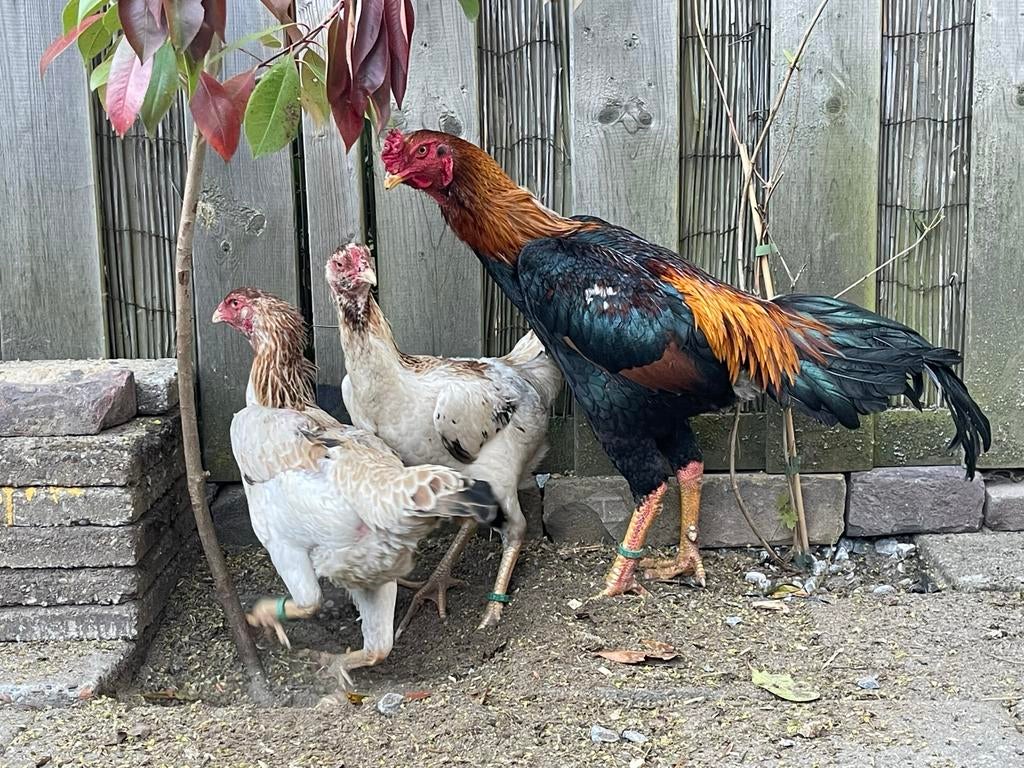 Mooie Shamo han en hennen., Dieren en Toebehoren, Vrouwelijk, Kip