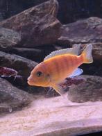 Maylandia Lombardoi cichlide, Vis, Zoetwatervis