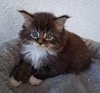 Maine coon kittens te reserveren, Dieren en Toebehoren, Meerdere dieren, Ontwormd, 0 tot 2 jaar