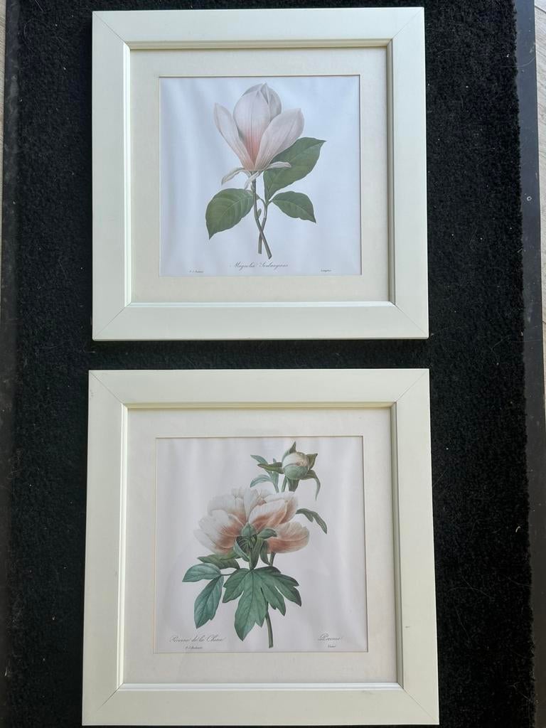 Redoute botanische prenten Pioenroos + Magnolia 1 koop, Ophalen of Verzenden, Zo goed als nieuw