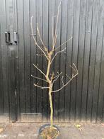 Magnolia susan ol stam 50 cm, Ophalen, Overige soorten