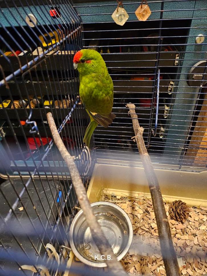 Kakariki poppen 2024 -2025, Dieren en Toebehoren, Vogels | Parkieten en Papegaaien, Parkiet, Vrouwelijk