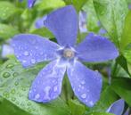 25 lage blauwe of witte maagdenpalm voor €50, Bodembedekkers, Volle zon, Vaste plant, Ophalen of Verzenden