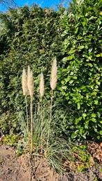 Gratis: 2 soorten pampasgras, zelf uitgraven, Volle zon, Vaste plant, Siergrassen, Ophalen of Verzenden