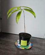Dracaena stek, Ophalen, Halfschaduw, Minder dan 100 cm