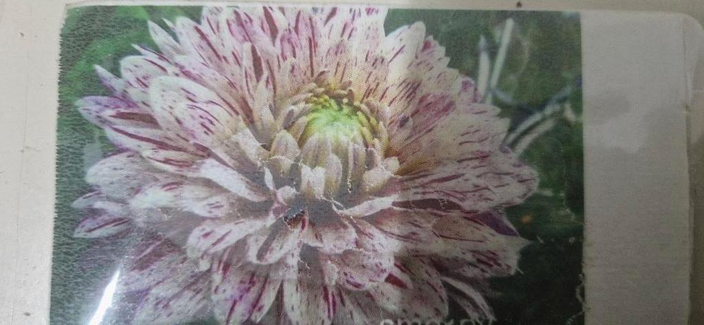 Dahlia knollen, Tuin en Terras, Bloembollen en Zaden, Ophalen of Verzenden, Voorjaar, Volle zon, Knol