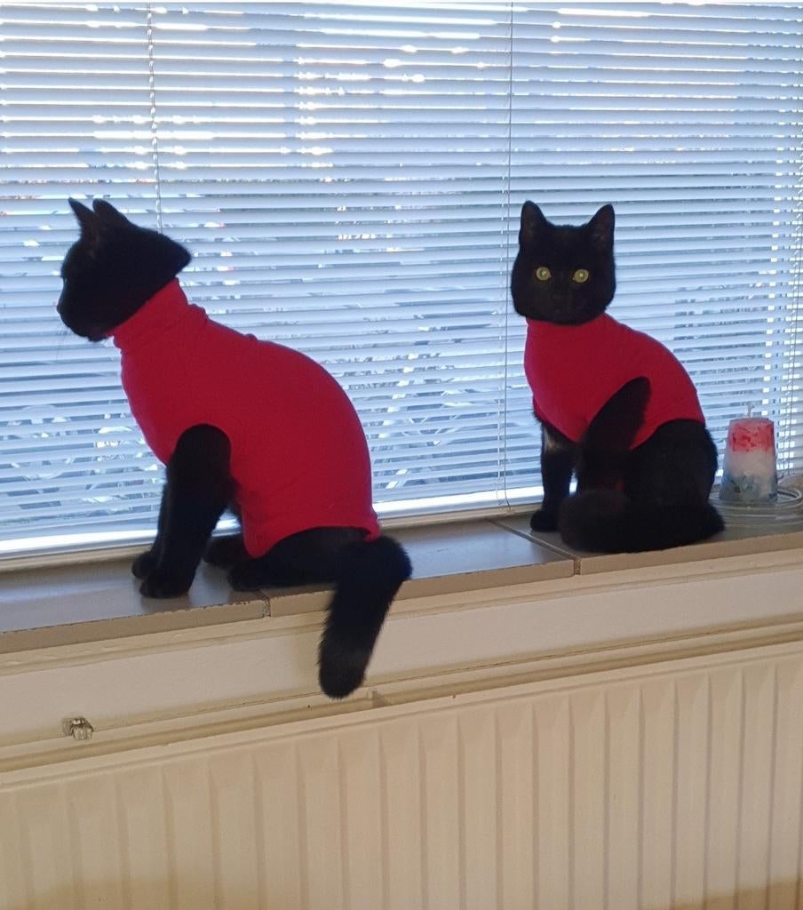 Medisch rompertje voor kat/kitten, Ophalen