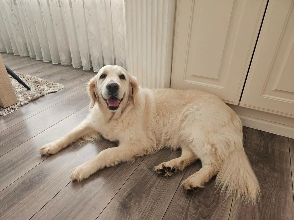 Oppas gezocht voor Lena, 6 jaar of ouder, Teef, Eén hond, Nederland