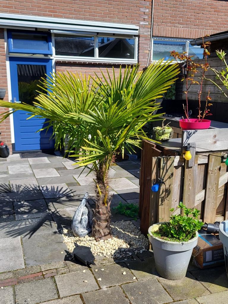 Palmbomen Trachycarpus Fortunei,, Tuin en Terras, Planten | Bomen, Volle zon, Ophalen of Verzenden, 100 tot 250 cm, Zomer