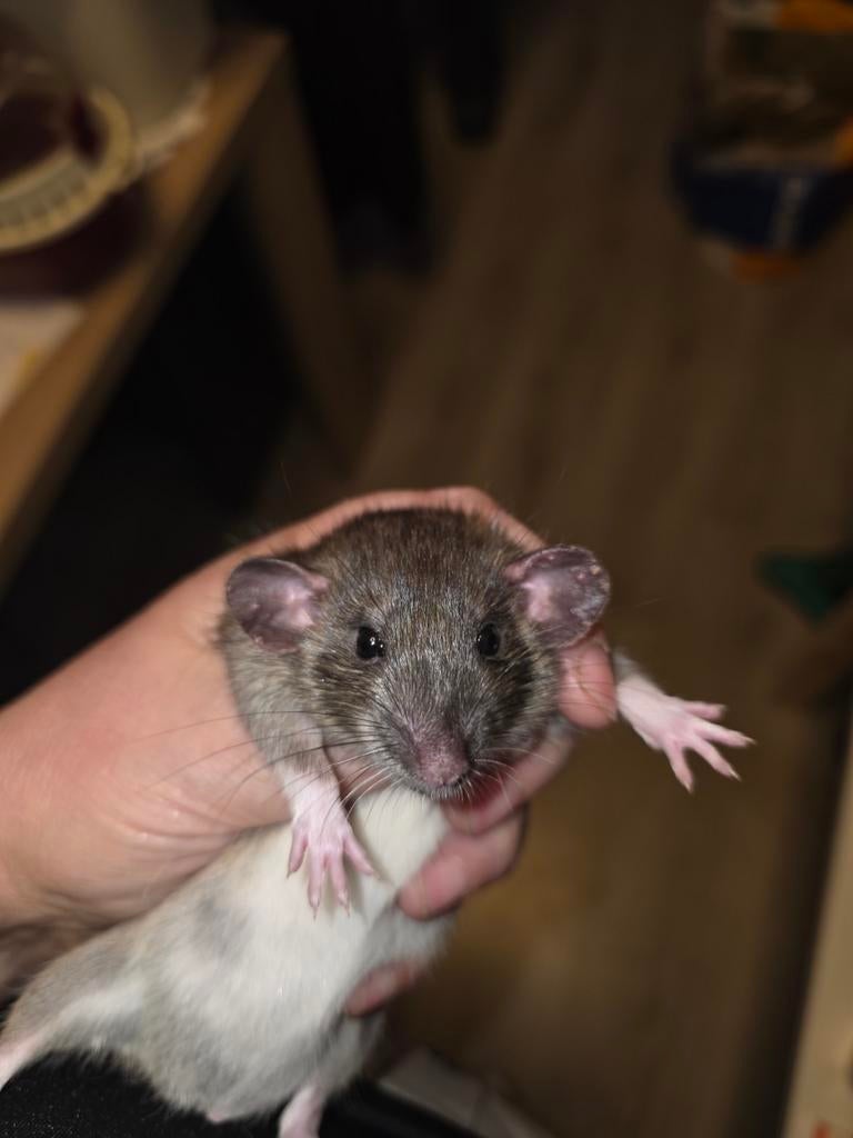 Tamme rat vrouw Agouti gladhaar nr2, Dieren en Toebehoren, Knaagdieren, Rat, Maart, Vrouwelijk, Tam