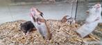 Syrische / Goud hamsters, Dieren en Toebehoren, Hamster, Januari, Meerdere dieren, Tam