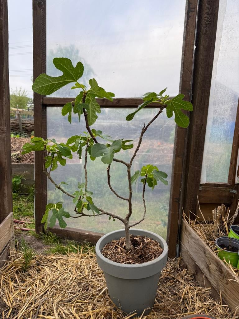 Vijgen boompjes in pot, Tuin en Terras, Planten | Bomen, Bloeit niet, Overige soorten, Minder dan 100 cm, Ophalen