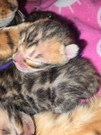 Bengaal kittens, Dieren en Toebehoren, Meerdere dieren, Ontwormd