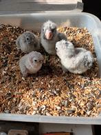 2 jonge pyrrhurra, Dieren en Toebehoren, Vogels | Parkieten en Papegaaien, Geslacht onbekend, Parkiet, Geringd