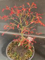 Bonsai Acer palmatum Phoenix, Ophalen, Bloeit niet, Halfschaduw, Overige soorten