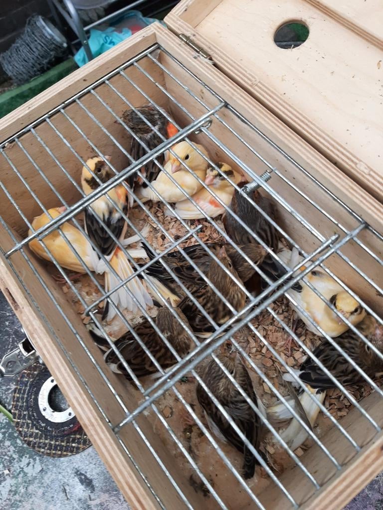 t.k. mooie jongen harlekijn kanaries kanaries  2025 nov, Dieren en Toebehoren, Vogels | Kanaries, Meerdere dieren, Kleurkanarie