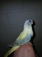 Handtamme splendid parkiet Limburg België, Vrouwelijk, Parkiet, Geringd