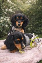 Kaninchen teckel pups piebald, opgegroeid in gezinssleven, Kaninchen, 8 tot 15 weken, Langhaar, Meerdere