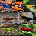 Neocaridina garnalen kopen Shrimporium | Aquarium garnalen, Dieren en Toebehoren, Kreeft, Krab of Garnaal, Zoetwatervis, Schoolvis