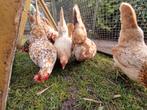 Te koop serrama kipjes 4 hennen 1 haan mag ook zonder haan, Dieren en Toebehoren, Pluimvee, Meerdere dieren, Kip