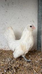 Jonge Antwerpse Baardkriel hennen, Dieren en Toebehoren, Pluimvee, Vrouwelijk, Kip