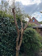 Rijstpapierplant (Tetrapanax papyrifer) - Exotische blikvang, Vaste plant, Halfschaduw, Herfst, Ophalen