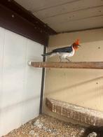 Gezocht  1-0 Roodkuif kardinaal, Mannelijk