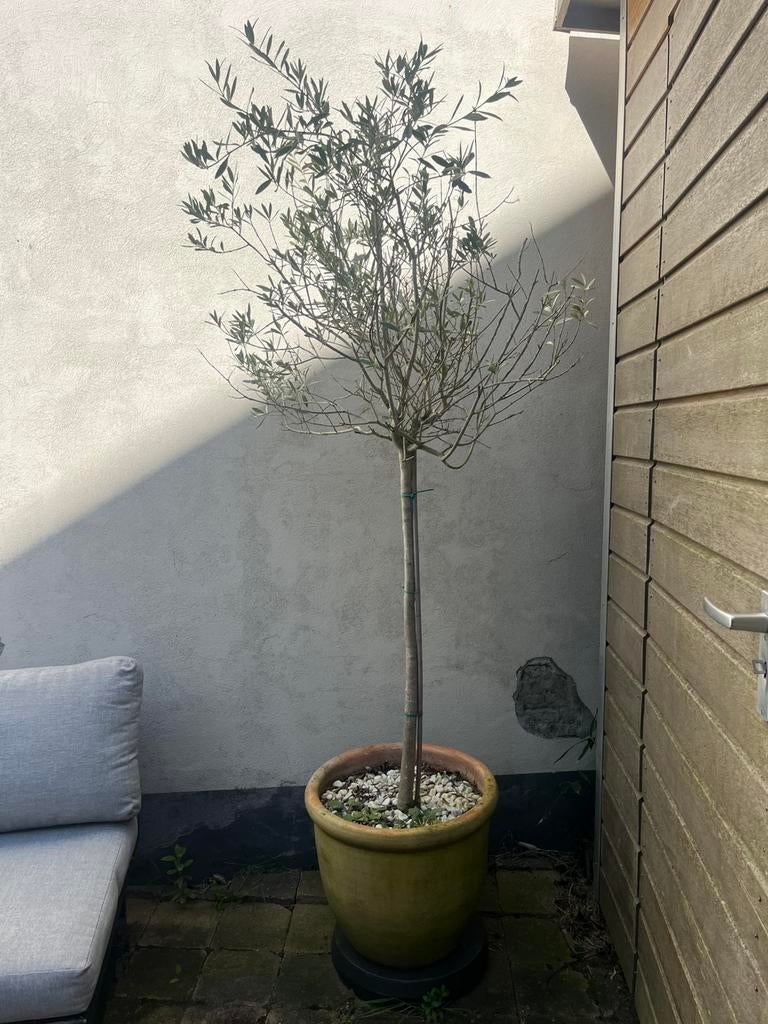 Olijfboom in mooie pot!, Tuin en Terras, Planten | Bomen, Bloeit niet, 100 tot 250 cm, Olijfboom, Ophalen