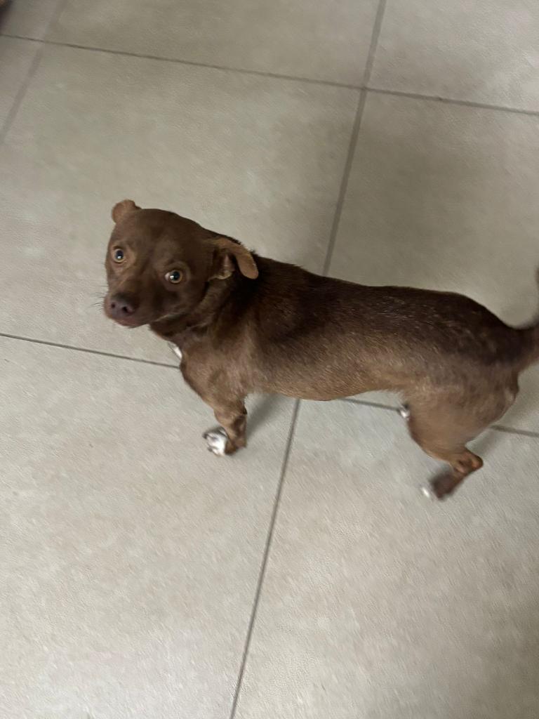 Lief Chihuahua x Pinscher reutje te koop, Dieren en Toebehoren, Honden | Chihuahua's en Gezelschapshonden, Reu, Chihuahua, Particulier