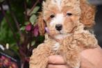 Maltipoo pups doodle ,poo, België, Overige rassen, 8 tot 15 weken, Parvo