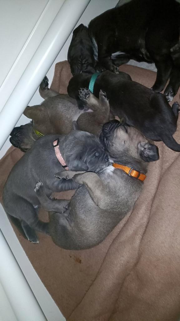 Cane corso puppies worden huiselijk grootgebracht, Dieren en Toebehoren, Honden | Bulldogs, Pinschers en Molossers, Meerdere dieren