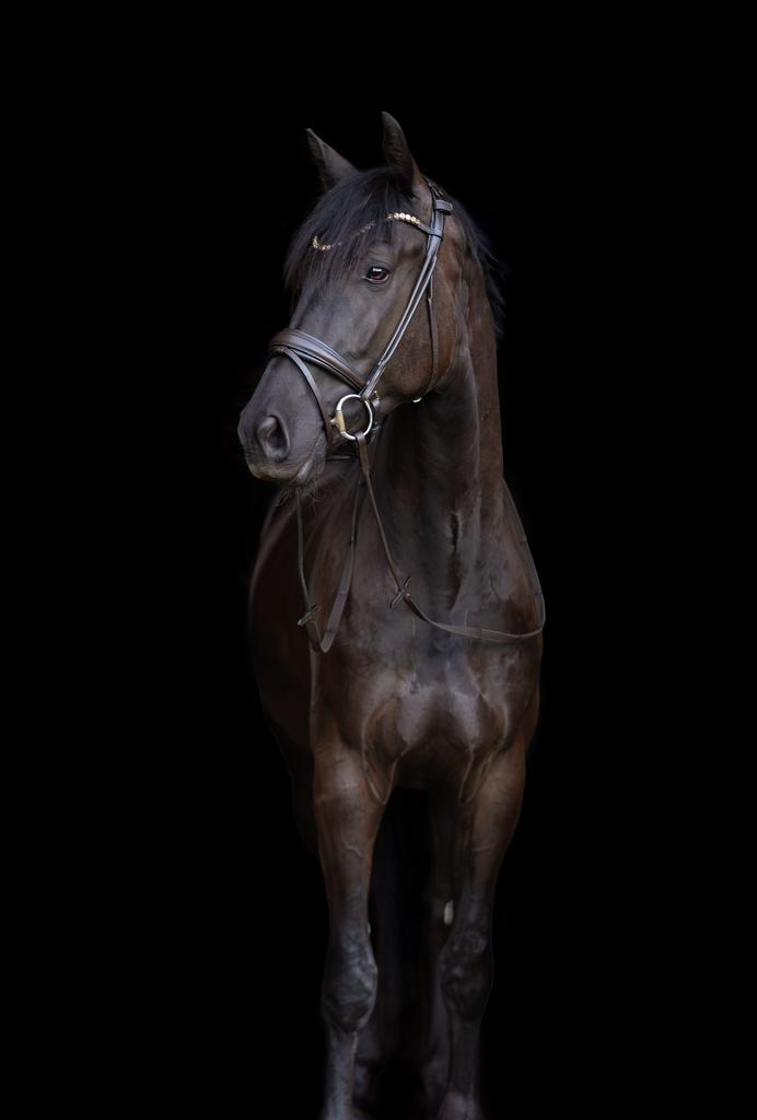 Sir Santino BLIKVANGER ! V:Ichweiss MV:Uphill, Met stamboom, Ruin, Dressuurpaard, Zadelmak