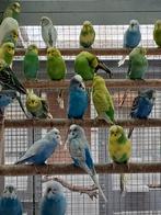 Diverse kleuren broedrijpe grasparkieten uit buiten volière, Meerdere dieren, Parkiet