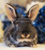 Duitse reuzen XXL lijn, Meerdere dieren, Groot, 0 tot 2 jaar