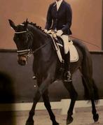 Fijn dressuur paard, Merrie, Met stamboom, Dressuurpaard, 170 tot 175 cm