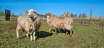 3x rammen uit april 2025 Schoonebeker x kempisch, Dieren en Toebehoren, Schapen, Geiten en Varkens, Mannelijk, Schaap, 0 tot 2 jaar