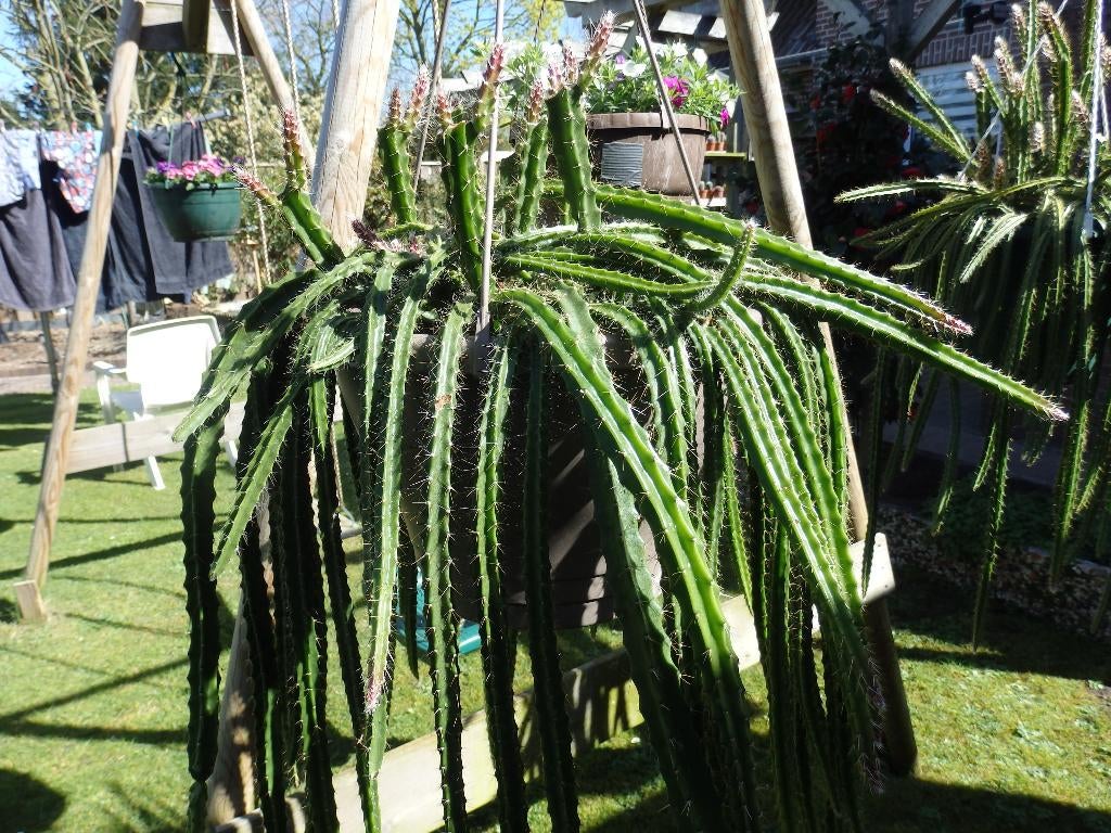 Te koop mooie grote hangcactus, Ophalen, Halfschaduw, Minder dan 100 cm, In pot