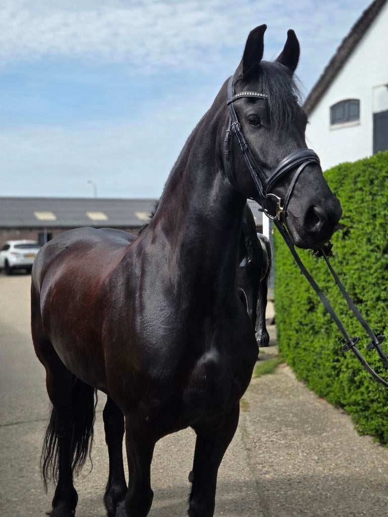 Prachtige Friese merrie te koop!, Merrie, Met stamboom, Dressuurpaard, 3 tot 6 jaar