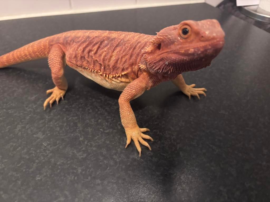 Baardagaam red monster leatherback man, Dieren en Toebehoren, Hagedis, 3 tot 6 jaar