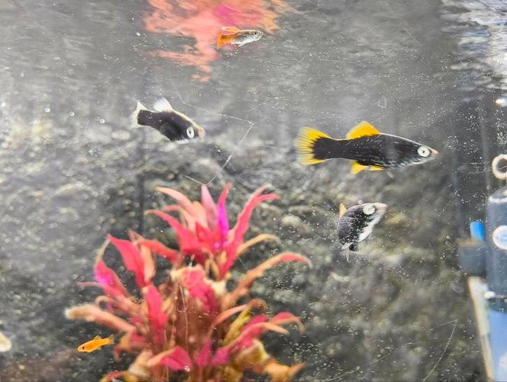 Sword tails / zwaarddragers aquariumvissen, Dieren en Toebehoren, Vissen | Aquariumvissen, Zoetwatervis, Vis